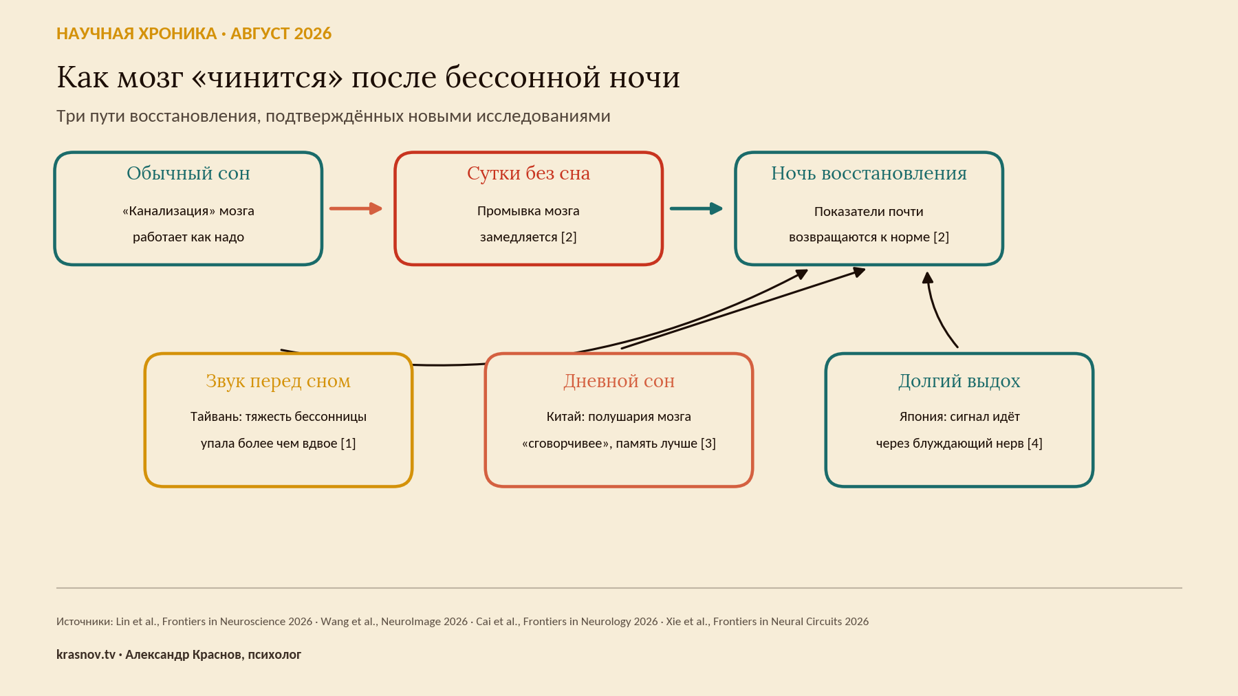 Схема: обычный сон, сутки без сна и восстановление глимфатической системы мозга; звук, дневной сон и дыхание как пути восстановления