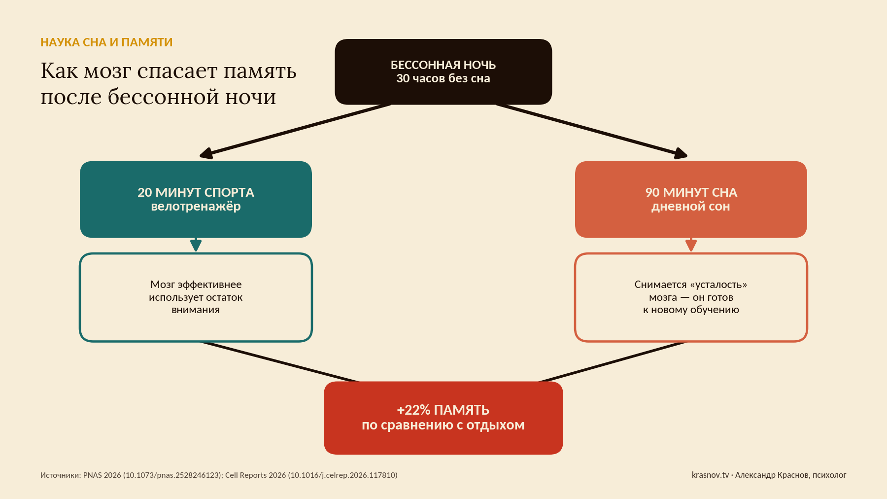 Нейропластичность мозга: как сон и спорт спасают память
