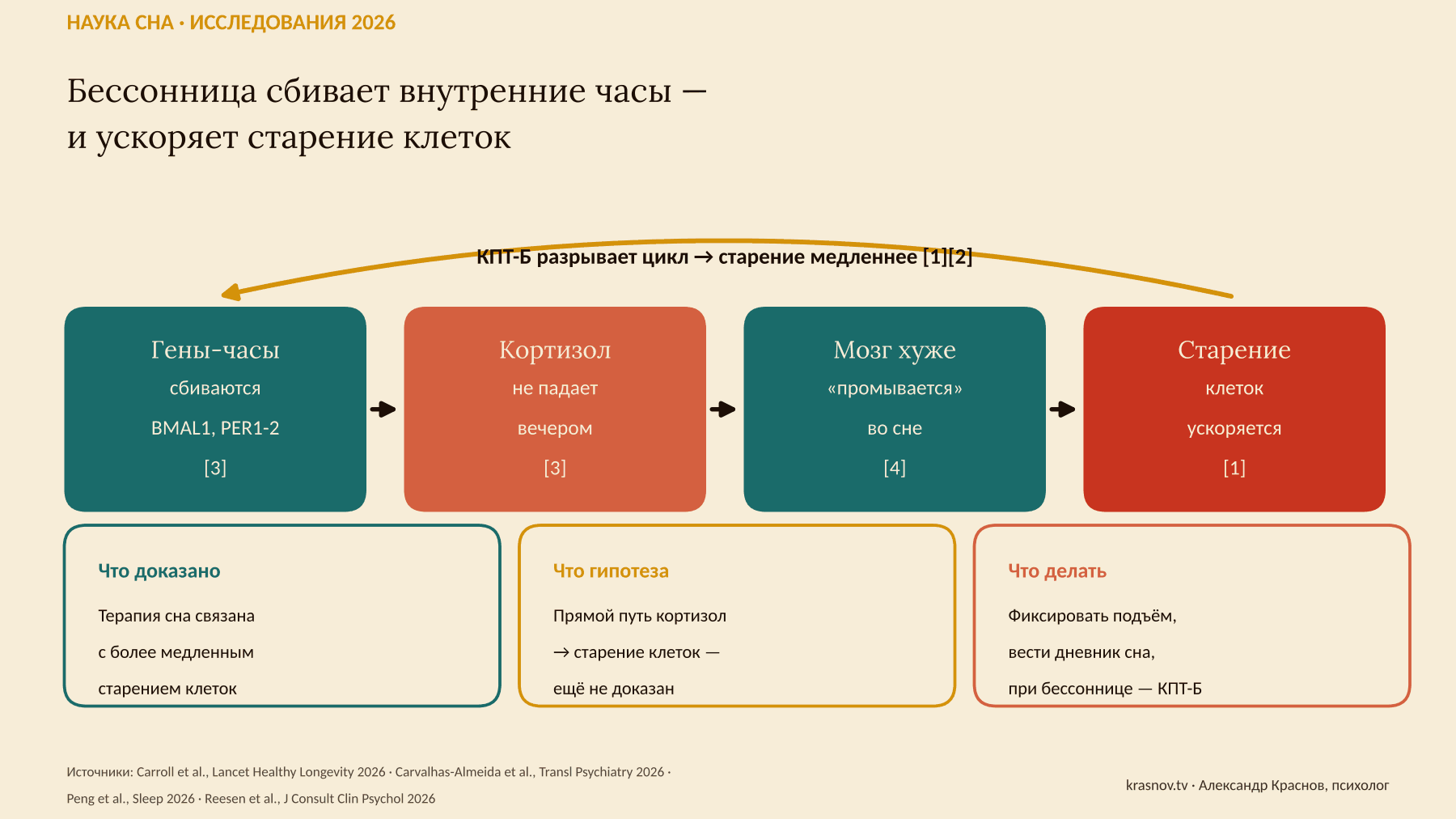 Схема: как бессонница через гены-часы, кортизол и глимфатическую систему связана с ускоренным старением клеток, и как КПТ-Б разрывает этот цикл