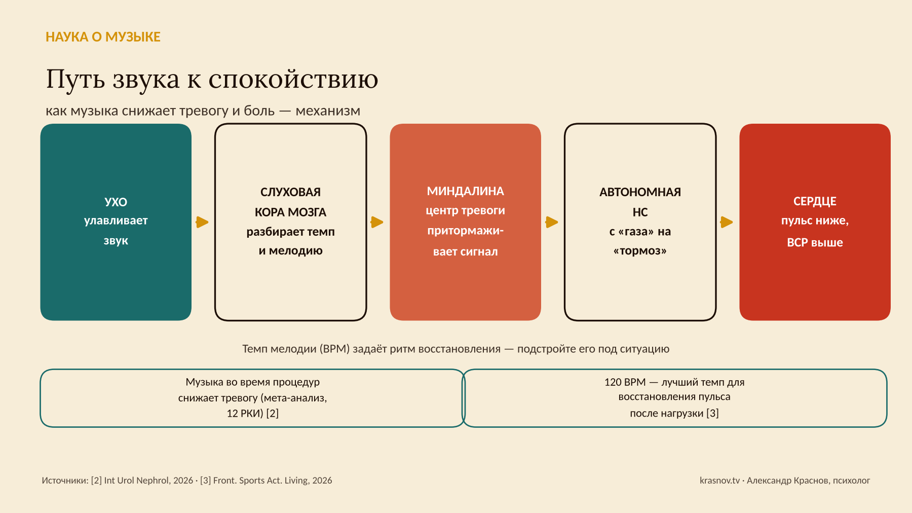 Схема: как музыка снижает тревогу и боль — от уха через слуховую кору и миндалину к сердцу